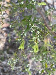 Styphelia mutica