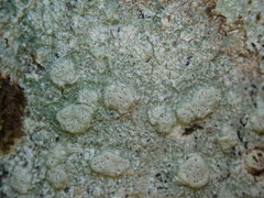 Pertusaria sorodes