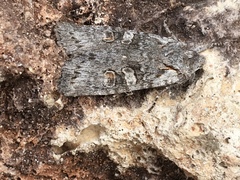 Lithophane pertorrida