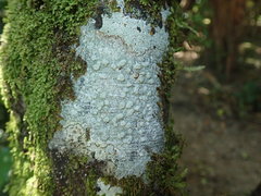 Pertusaria sorodes