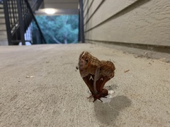 Callosamia angulifera