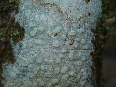 Pertusaria sorodes