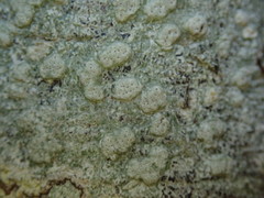 Pertusaria sorodes
