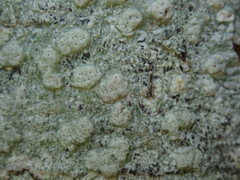Pertusaria sorodes