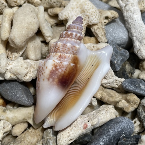 Euprotomus vomer