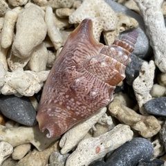Euprotomus vomer