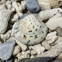 Lioconcha castrensis