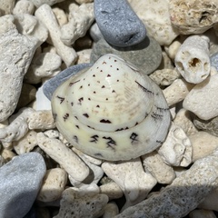 Lioconcha castrensis