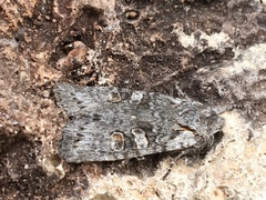 Lithophane pertorrida