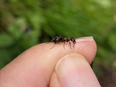 Formica lugubris
