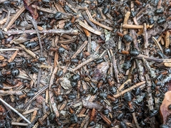 Formica lugubris
