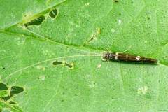 Leptocerus interruptus