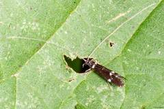 Leptocerus interruptus