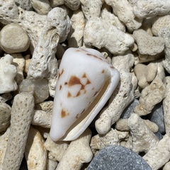 Conus bandanus