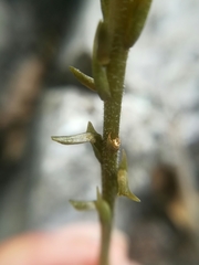 Mesadenus polyanthus