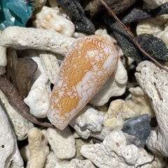 Conus omaria