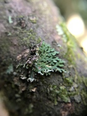 Heterodermia obscurata