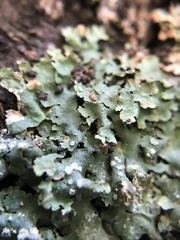 Crespoa crozalsiana