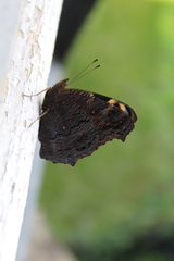 Aglais io