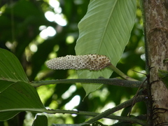 Monstera costaricensis
