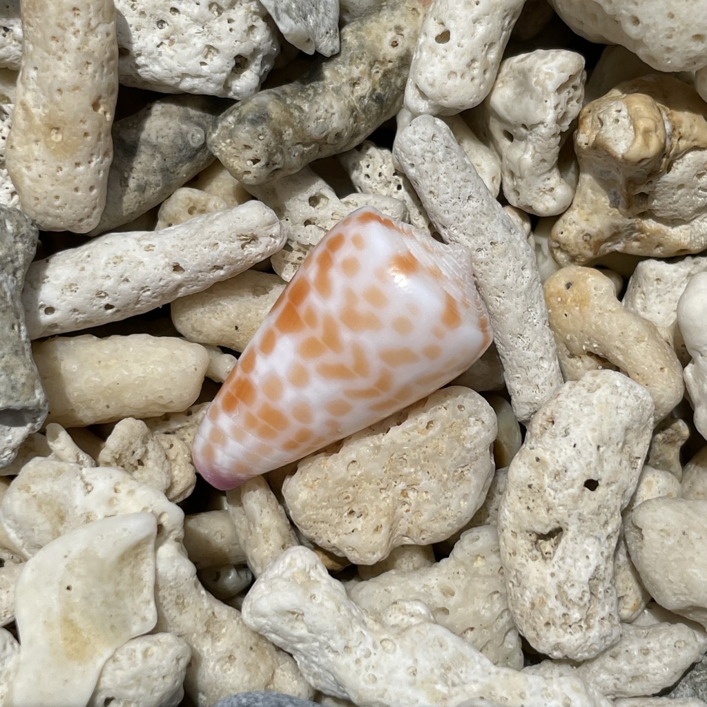 Tessellate cone
