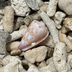 Conus tessulatus