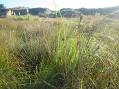 Juncus