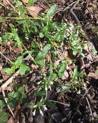 Cardamine bulbosa