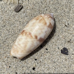 Oliva miniacea