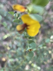 Bossiaea rhombifolia