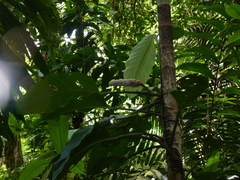 Monstera costaricensis