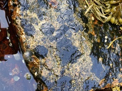 Calothrix