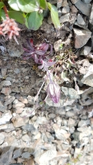 Silene uralensis uralensis