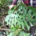 Monstera punctulata - Photo (c) Nate Hartley, μερικά δικαιώματα διατηρούνται (CC BY-NC), uploaded by Nate Hartley