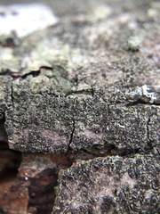 Hyperphyscia syncolla