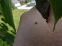 Encyrtinae