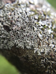 Phaeophyscia ciliata