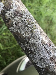 Phaeophyscia ciliata