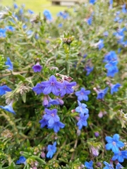 Glandora diffusa