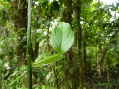 Philodendron aurantiifolium