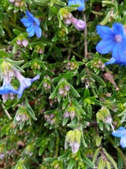 Glandora diffusa