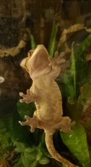 Correlophus ciliatus