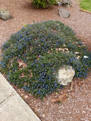 Glandora diffusa