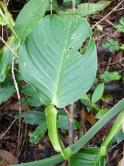 Philodendron aurantiifolium