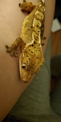 Correlophus ciliatus
