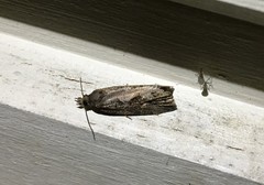 Endothenia ericetana
