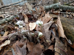 Hepatica acutiloba