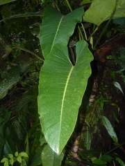 Philodendron davidsonii