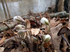 Hepatica acutiloba