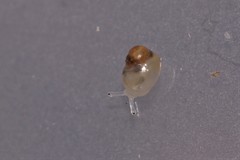 Elasmias wakefieldiae